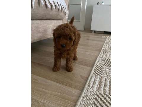 Dişi poodle köpeğimiz