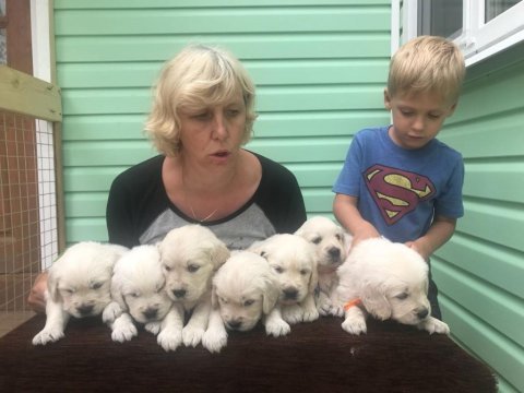 Golden retriever yavrular canlı görerek alabilirsiniz