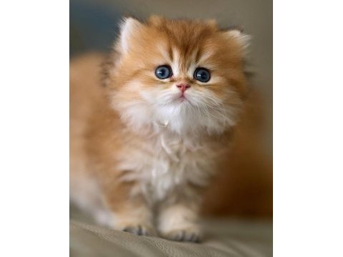 Eşi bulunmayan golden ny12 british longhair