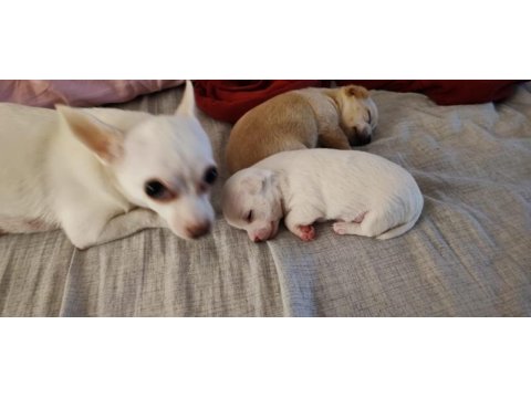 Orijinal elma kafa chihuahua yavruları bir dişi bir erkek