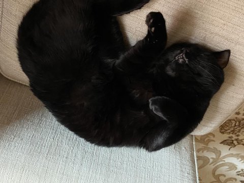 British tekir kırması erkek kedi
