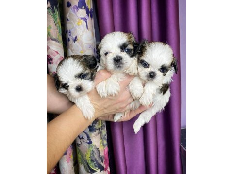 Dünya tatlısı shih tzu yavruları