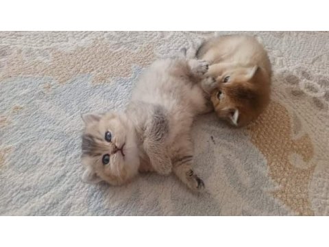 2 aylık golden ny11 british shorthair yavruları