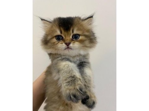 British golden shorthair/longhair erkek dişi