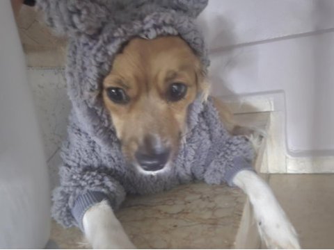 Küçük ırk sevecen dişi köpeğimiz