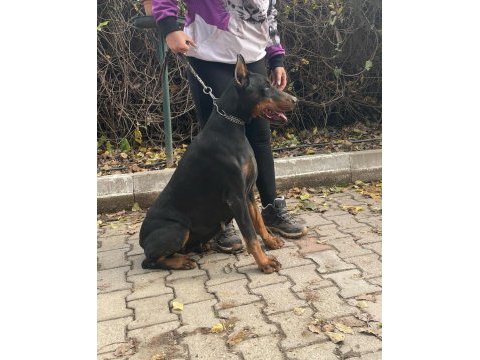 Fcı şecereli muhteşem doberman yavrular