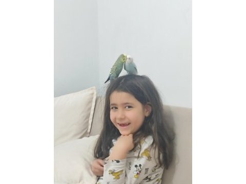 Eş muhabbet kuşu