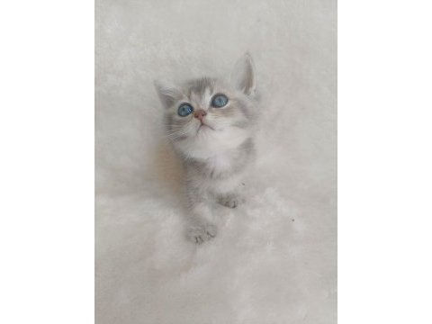 British shorthair yumoşlarım