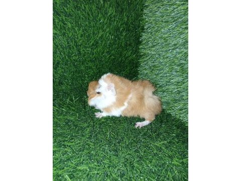 Guinea pig yavrular aynı gün set halinde teslim edilir