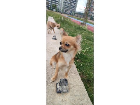 Chihuahua iki kardeş