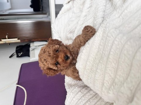 Red brown dişi toy poodle