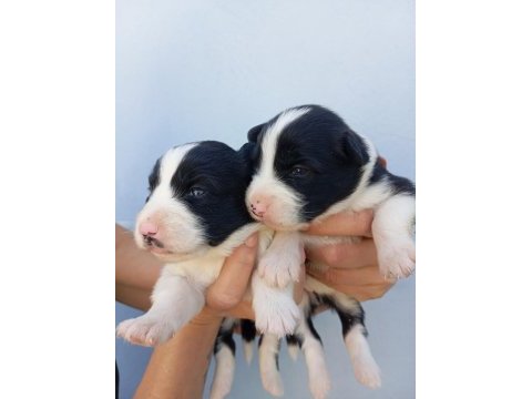 Irk ve sağlık garantili border collie bebekler