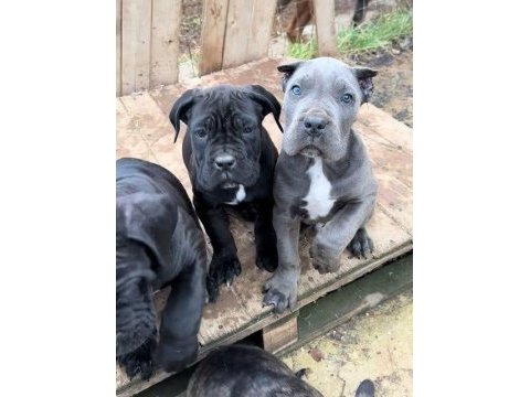 Profesyonel üretim çifliğinden cane corso kapıda ödeme