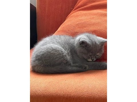 03.03.2023 doğumlu silver oyuncu dişi scottish fold