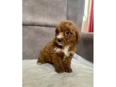 Teacup maltıpoo oğlumuz
