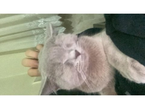 7 aylık british shorthair