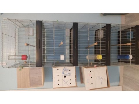Muhabbet kuşu dörtlü kafes yuvalık komple