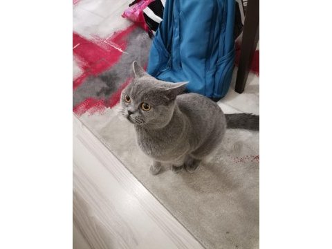 1 yaşında erkek british shorthair