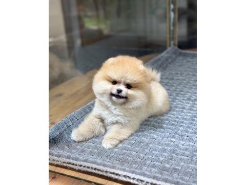 Sağlık ve ırk garantili pomeranian köpeği