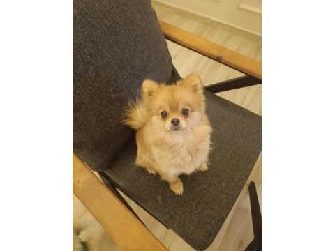 1 yaşında pomeranian kızımızı veriyoruz