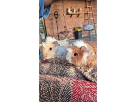 Çok güzel guinea pig yavrular