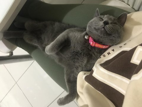 Yurt dışına yerleşme sebebiyle british shorthair