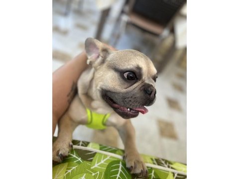 Orijinal ve sağlıklı french bulldog