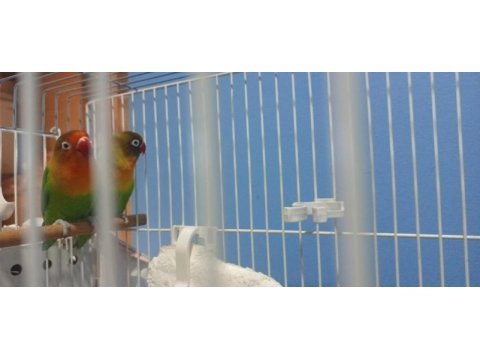 2 cennet papağanı açıklamaya bakmanız faydalı olur