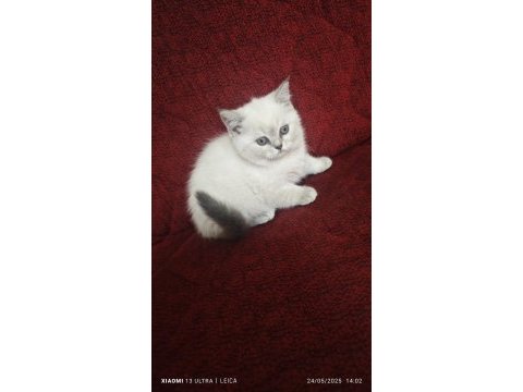 Mama karşılığı yavru kedimiz