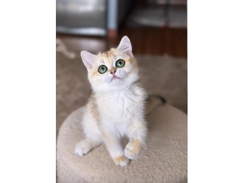 Şecereli british shorthair dişi yavru