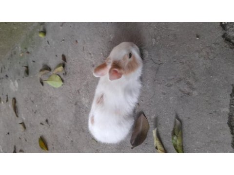 Cüce tavşan yavrusu