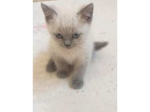Blue point yavrular scottish fold