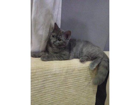 Dişi 4.5 aylık british shorthair