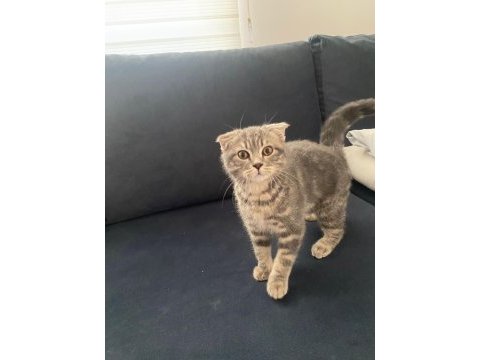 4 aylık erkek scottish fold