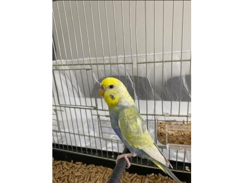 Dişi erkek rainbow muhabbet kuşu