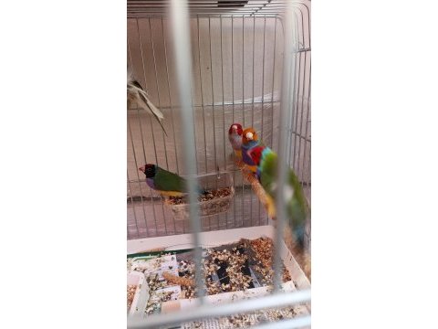 Goldian finch takım ve erkekler anaçlar