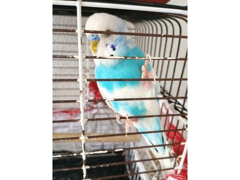 1 yaşında çift muhabbet kuşlar