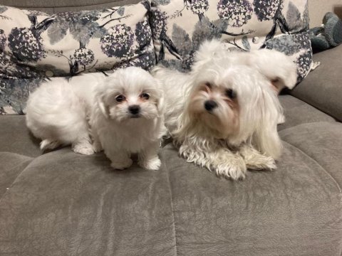 Küt burun kar beyaz tüy dökmez koku yapmaz maltese bebekler