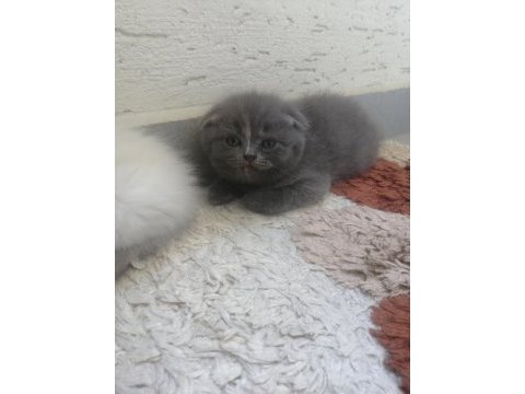 Scottish fold dişi yavrumuz