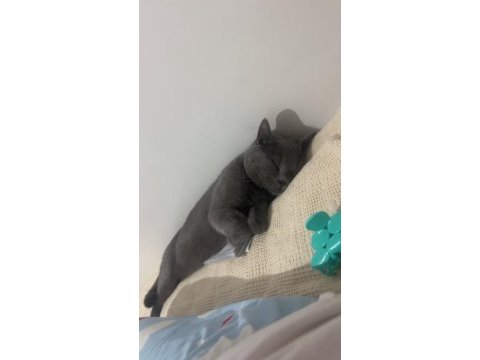 British shorthair kedimizi sahiplendirme