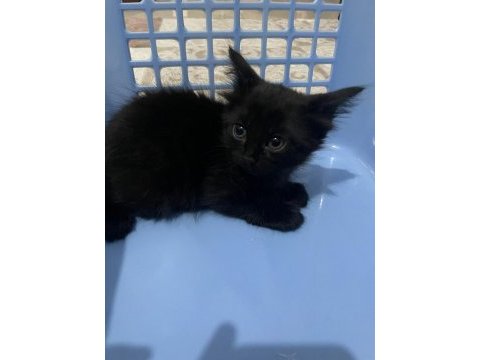 Ragdoll kırması yavru kediler