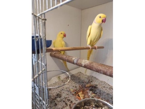 Çift pakistan papağanı