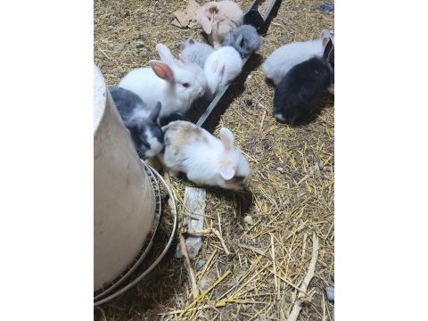 Sevimli yavru tavşanlar yeni yuvalarını arıyor
