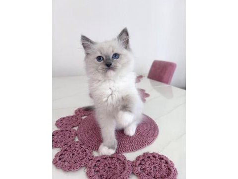 Safkan ragdoll yavruları soyu şampiyonlara dayanıyor