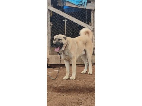 Anadolu çoban köpeği