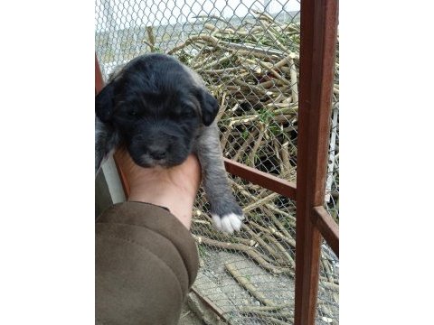A kalite kangal beslemek isteyenler buyursun