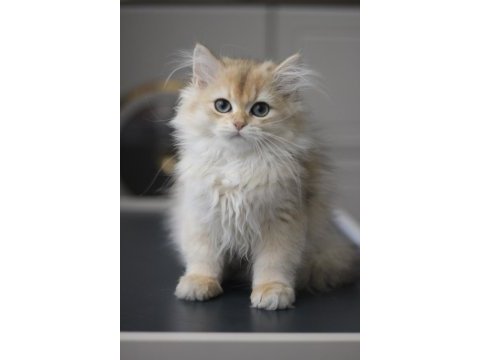 British longhair bebeğim yeni yuvasını bekliyor