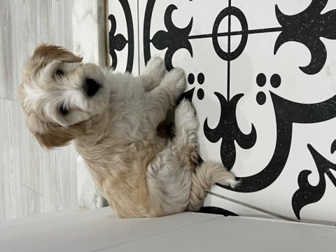 Yavru maltipoo bebekleri