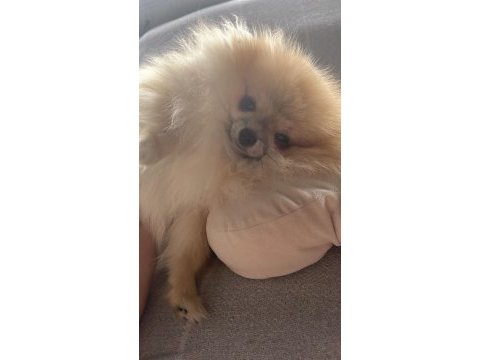 Pomeranian adım çiçek