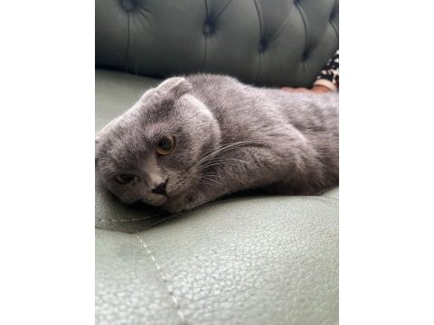 1.5 yaşında dişi scottish fold çiftleşmeye hazır